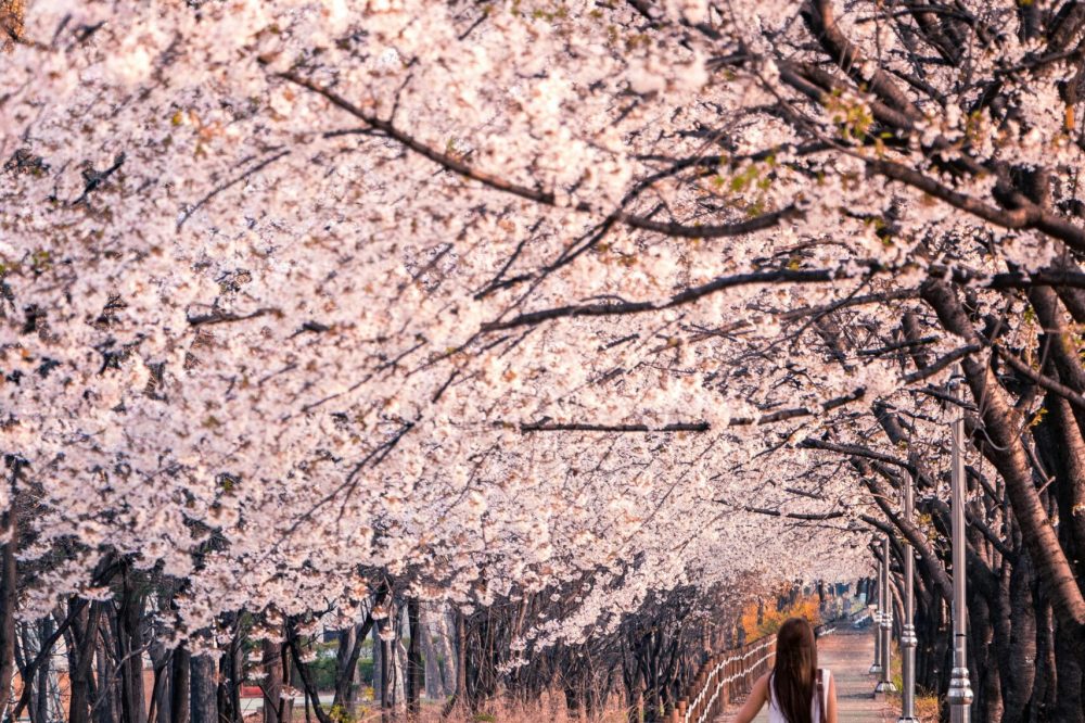 Corea